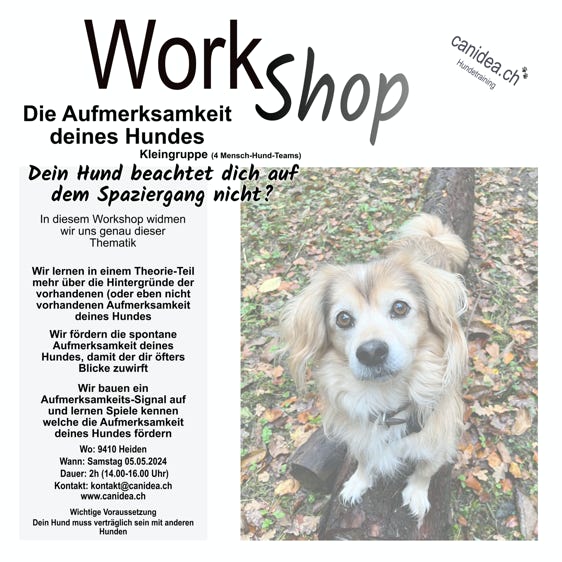 Workshop Die Aufmerksamkeit des Hundes